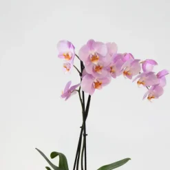Vlinderorchidee - Mix van 3 - Phalaenopsis in deco mand - Hoogte 50-60cm - ⌀12cm