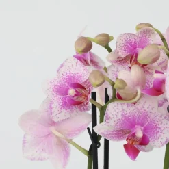Vlinderorchidee - x3 - Phalaenopsis Multiflora in mand - Hoogte 35-45cm - ⌀12cm