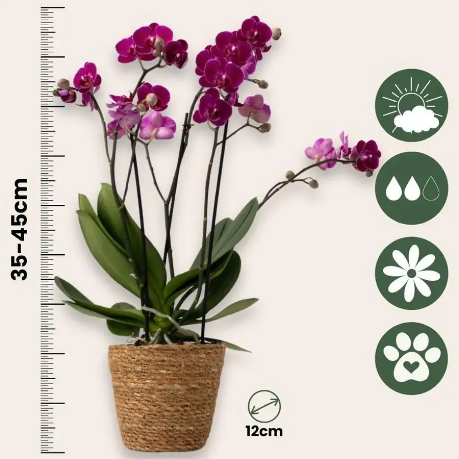 Vlinderorchidee - x3 - Phalaenopsis Multiflora in mand - Hoogte 35-45cm - ⌀12cm