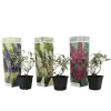 Vlinderstruik - Set van 3 - Buddleja davidii - Hoogte 25-40cm - ⌀9cm