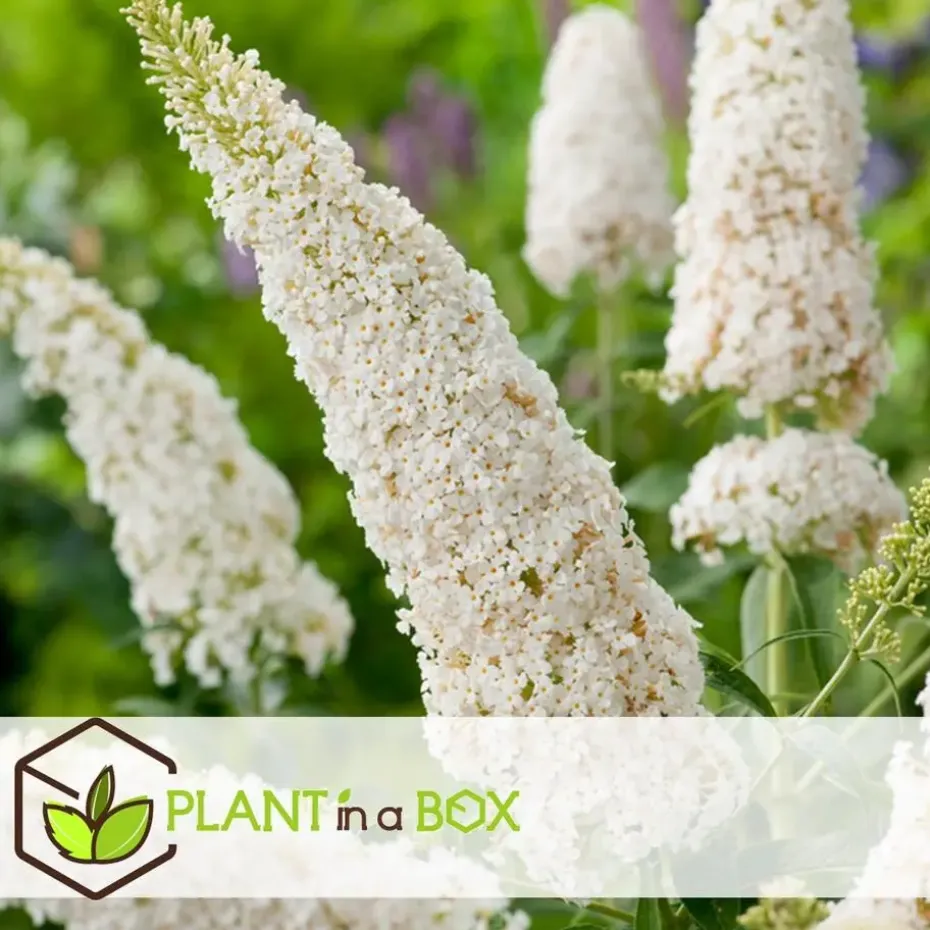 Vlinderstruik - Set van 3 - Buddleja davidii - Hoogte 25-40cm - ⌀9cm