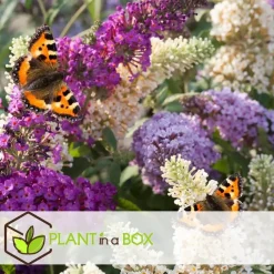 Vlinderstruik - Set van 3 - Buddleja davidii - Hoogte 25-40cm - ⌀9cm