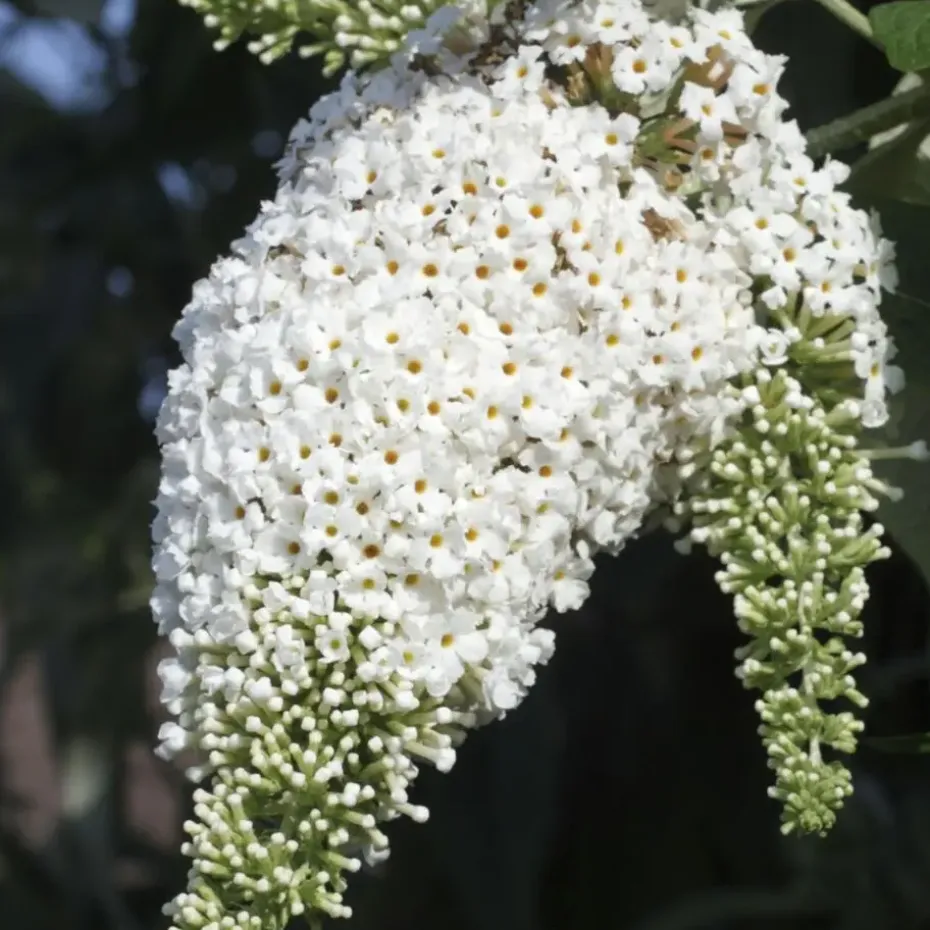 Vlinderstruik - Set van 3 - Buddleja davidii - Hoogte 25-40cm - ⌀9cm
