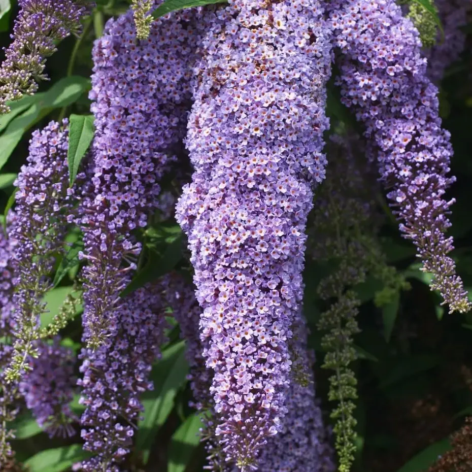 Vlinderstruik - Set van 3 - Buddleja 'Nanho Blue' - Hoogte 25-40cm - ⌀9cm