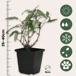 Vlinderstruik - Set van 3 - Buddleja 'Pink Delight' - Hoogte 25-40cm - ⌀9cm