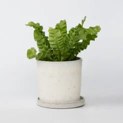 Vogelnestvaren - Asplenium nidus 'Crispy Wave' - Hoogte 25-40cm - ⌀12cm