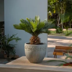 Vredespalm - Cycas revoluta - Hoogte 45-60cm - ⌀15cm