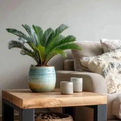 Vredespalm - Cycas revoluta - Hoogte 45-60cm - ⌀15cm