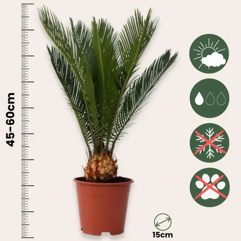 Vredespalm met voeding - Set van 2 - Cycas revoluta - Hoogte 45-60cm - ⌀15cm