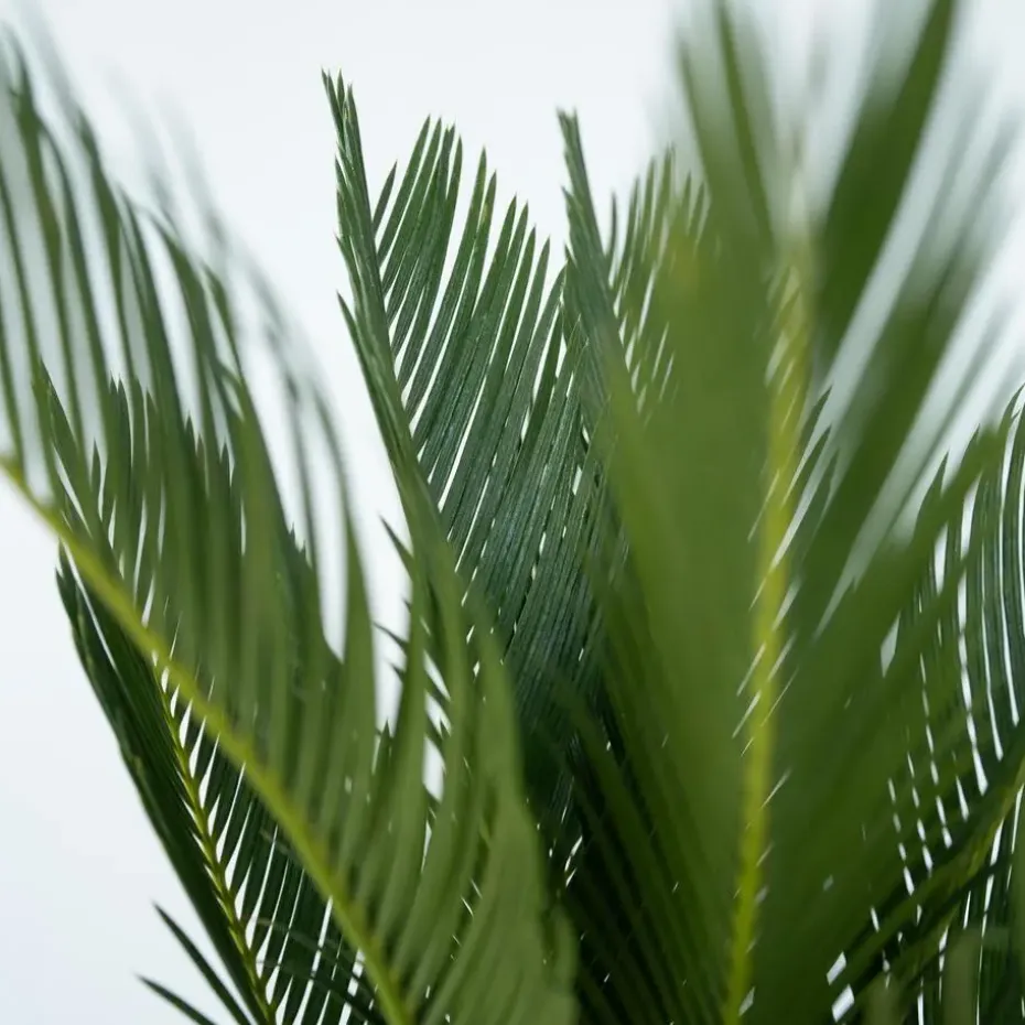 Vredespalm met voeding - Set van 2 - Cycas revoluta - Hoogte 45-60cm - ⌀15cm