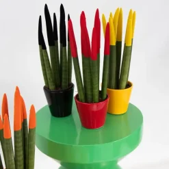 Vrouwentong - Set van 3 - Sansevieria cylindrica - Hoogte 20-40cm - ⌀9cm