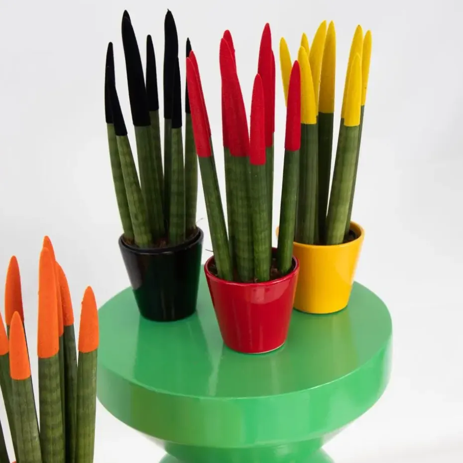 Vrouwentong - Set van 3 - Sansevieria cylindrica - Hoogte 20-40cm - ⌀9cm