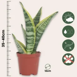 Vrouwentong - Set van 2 - Sansevieria 'Futura Superba' - Hoogte 35-40cm - ⌀12cm