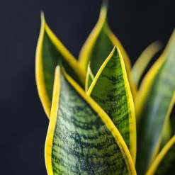Vrouwentong - Set van 2 - Sansevieria 'Futura Superba' - Hoogte 35-40cm - ⌀12cm