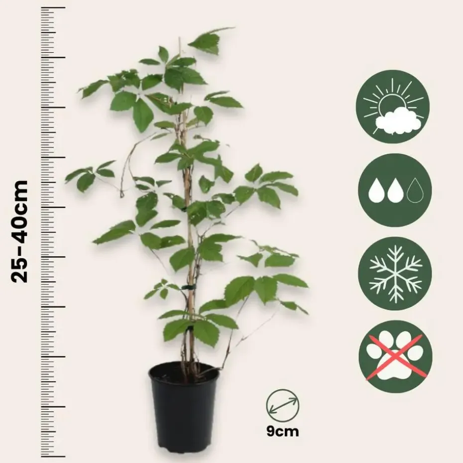 Wilde wingerd - Set van 6 - Parthenocissus quinquefolia - Hoogte 25-40cm - ⌀9cm