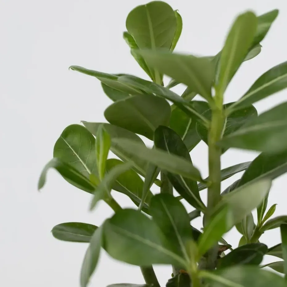 Woestijnroos - Set van 4 - Adenium obesum - Hoogte 25-40cm - ⌀10,5cm