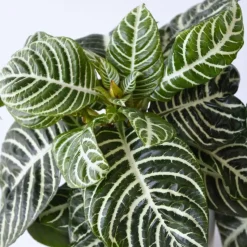 Zebraplant - Aphelandra squarrosa 'Botanica' - Hoogte 25-45cm - ⌀13cm