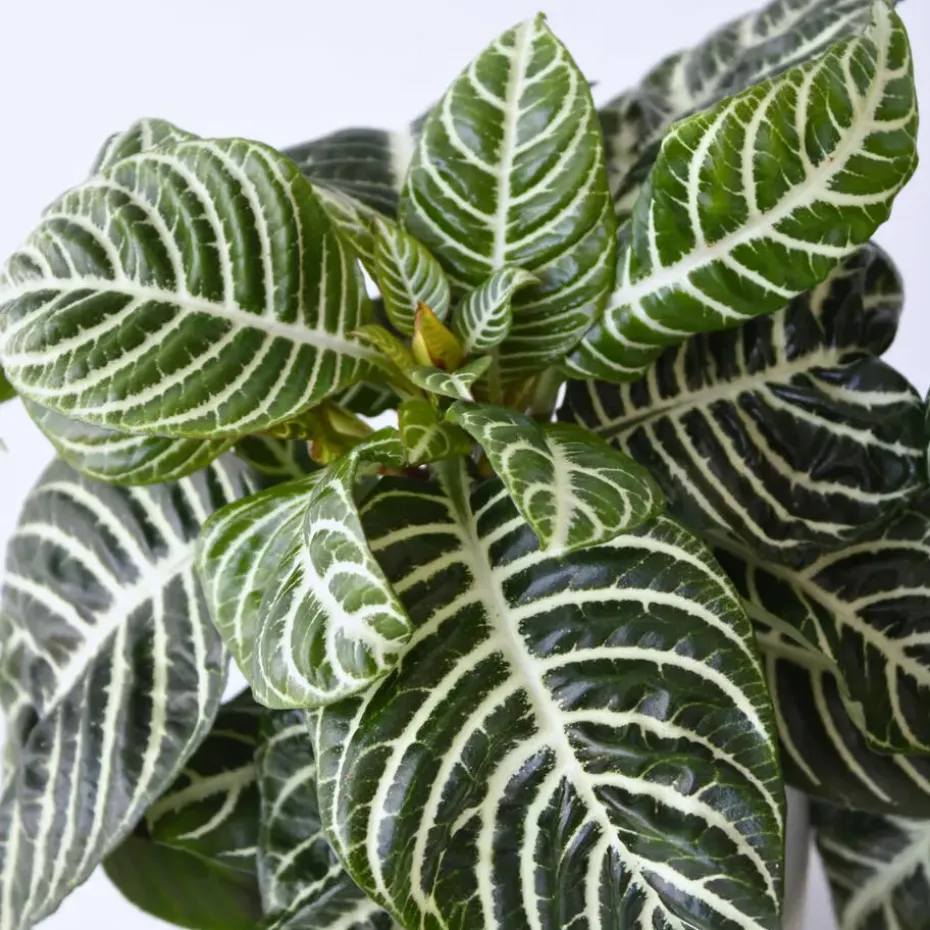 Zebraplant - Aphelandra squarrosa 'Botanica' - Hoogte 25-45cm - ⌀13cm