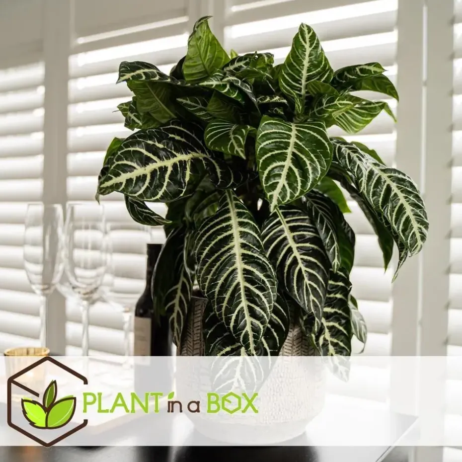 Zebraplant - Set van 4 - Aphelandra squarrosa - Hoogte 25-45cm - ⌀13cm
