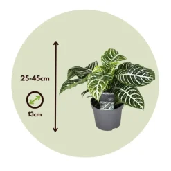 Zebraplant - Set van 2 - Aphelandra squarrosa - Hoogte 25-45cm - ⌀13cm