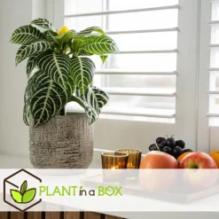 Zebraplant - Set van 2 - Aphelandra squarrosa - Hoogte 25-45cm - ⌀13cm
