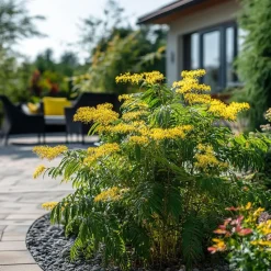 Zilveracacia - Set van 3 - Mimosa dealbata - Hoogte 25-40cm - ⌀9cm