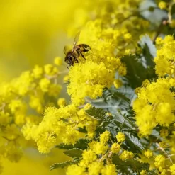 Zilveracacia - Set van 3 - Mimosa dealbata - Hoogte 25-40cm - ⌀9cm