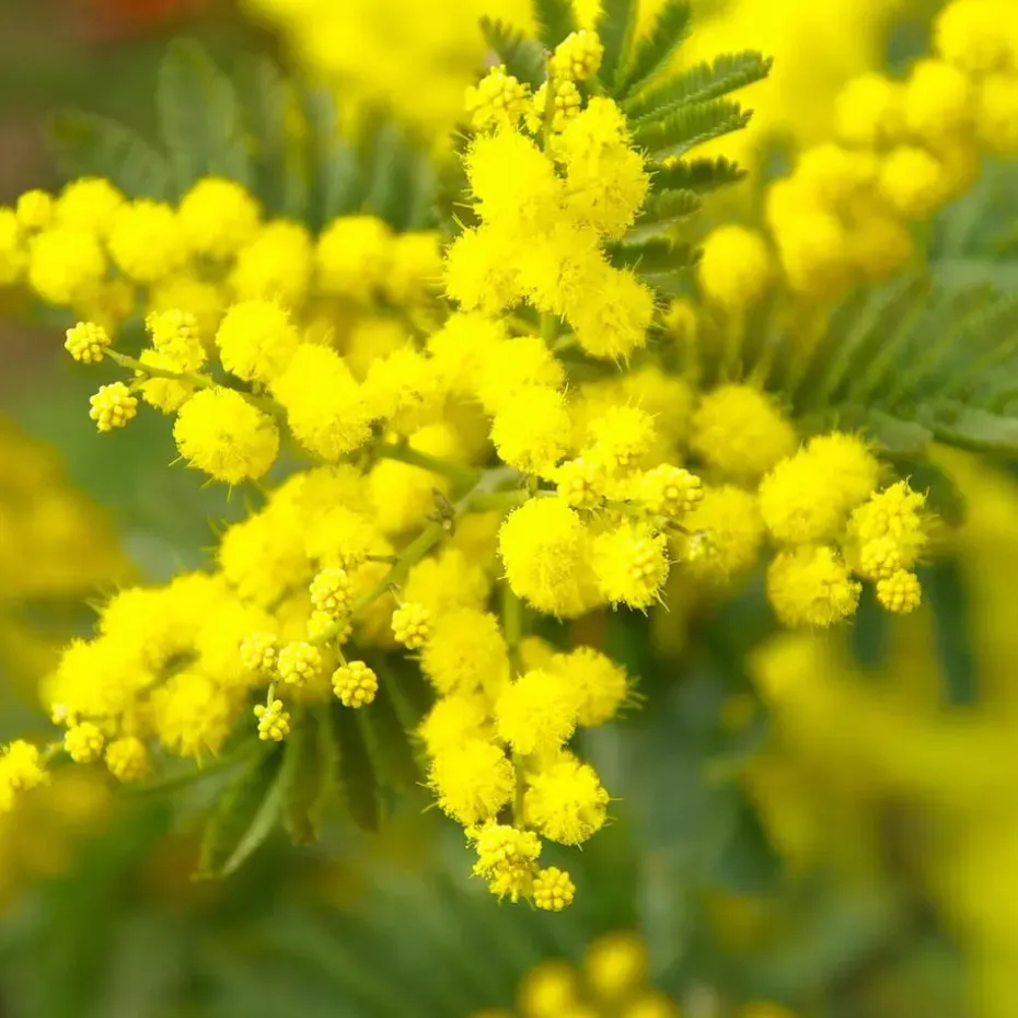 Zilveracacia - Set van 6 - Mimosa dealbata - Hoogte 25-40cm - ⌀9cm