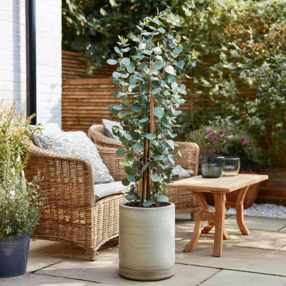 Zilvereucalyptus - Eucalyptus cinerea 'Silver Dollar' - Hoogte 90-110cm - ⌀19cm