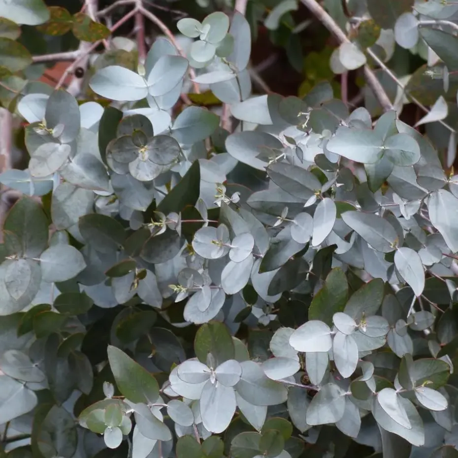 Zilvereucalyptus - Eucalyptus cinerea 'Silver Dollar' - Hoogte 90-110cm - ⌀19cm
