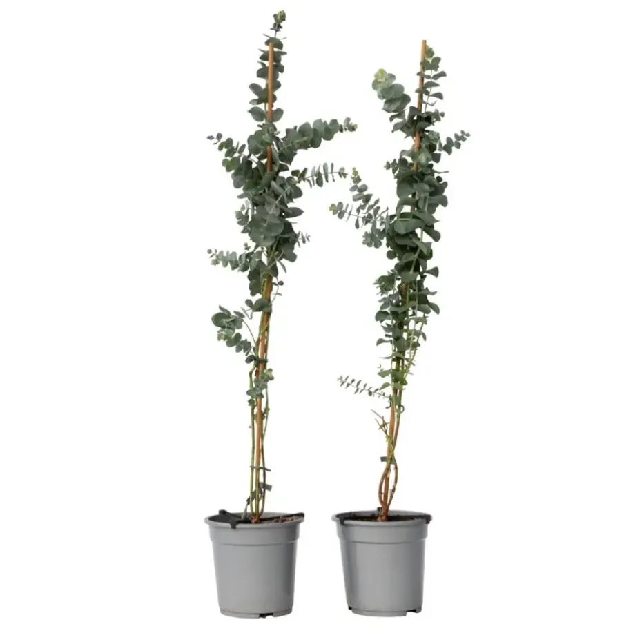 Zilvereucalyptus - Set van 2 - Eucalyptus - Hoogte 90-110cm - ⌀19cm
