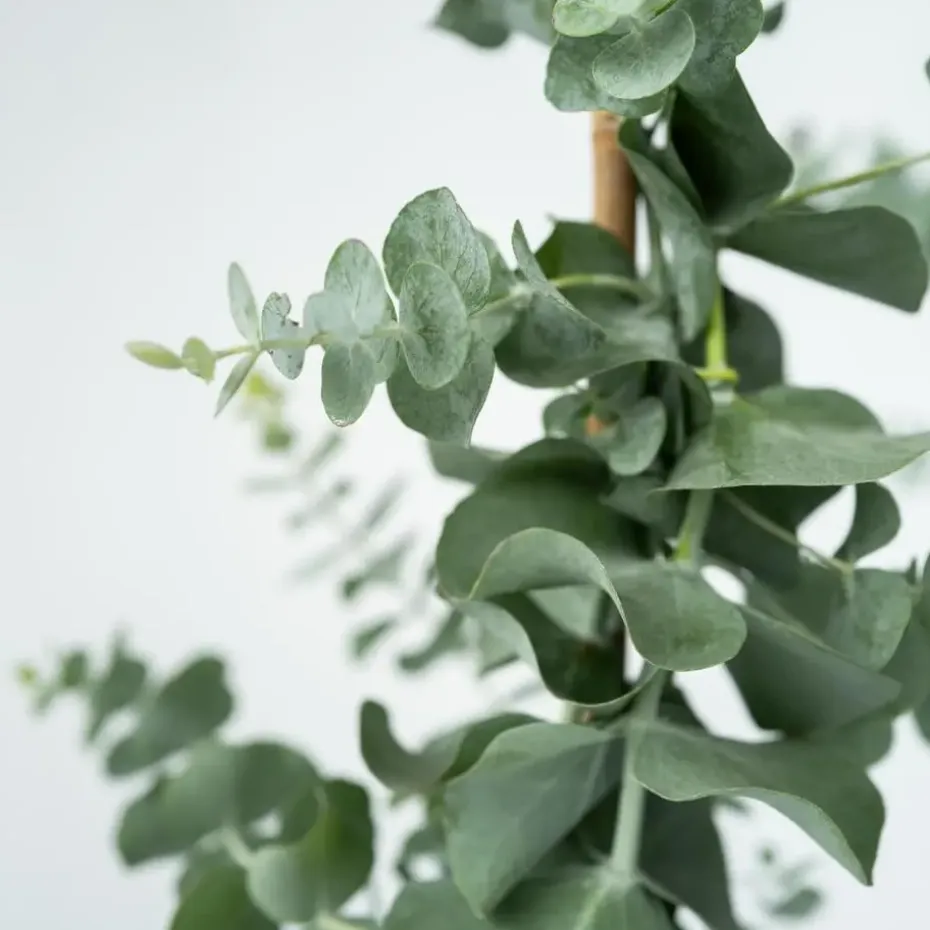 Zilvereucalyptus - Set van 2 - Eucalyptus - Hoogte 90-110cm - ⌀19cm