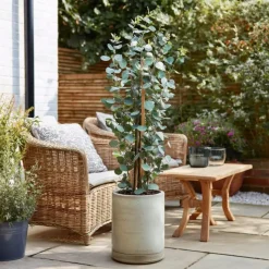 Zilvereucalyptus - Set van 2 - Eucalyptus - Hoogte 90-110cm - ⌀19cm