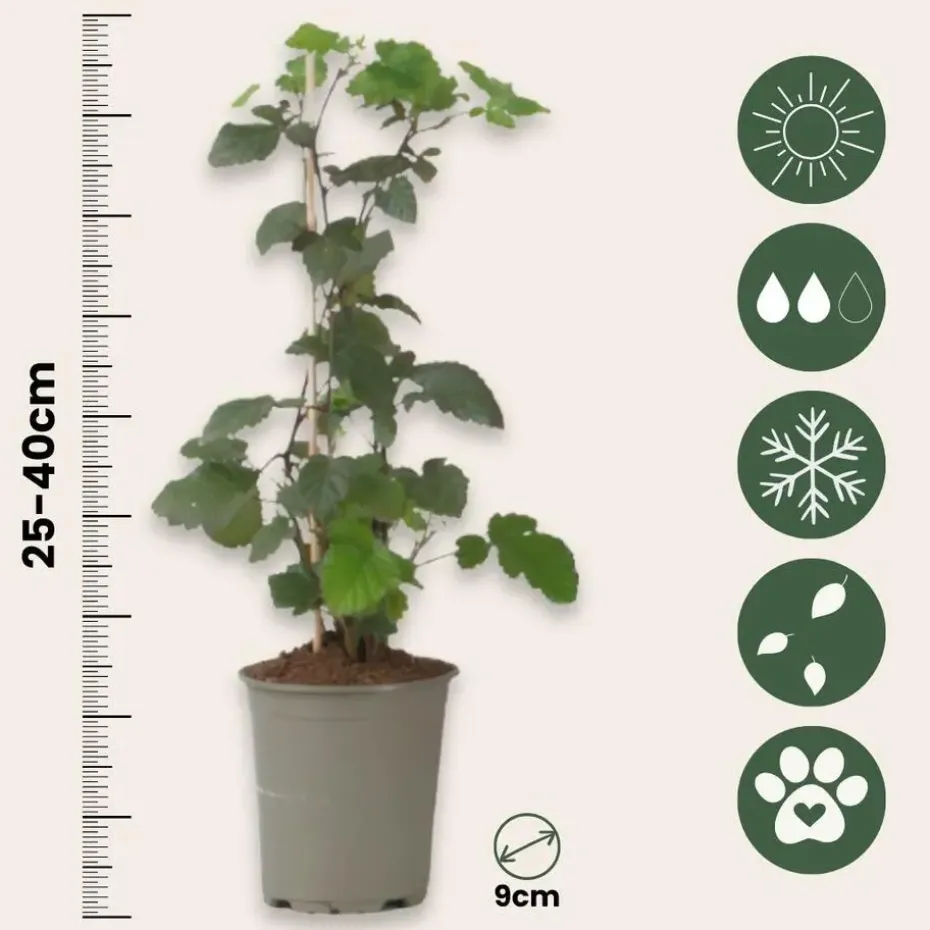 Zwarte bes - Set van 3 - Ribes Nigrum - Hoogte 25-40cm - ⌀9cm