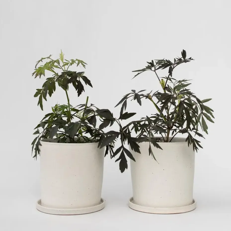 Zwarte vlier - Set van 2 - Sambucus nigra 'Black Lace' - Hoogte 25-40cm - ⌀17cm